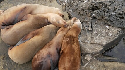 Sea lions on the rock in La Jolla. Wild eared seals resting near pacific ocean on stones. Funny lazy wildlife animal sleeping. Protected marine mammal in natural habitat, San Diego, California, USA