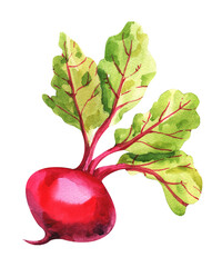 Beet painted with watercolors on white background. Study paints colored beets. Set vegetables and leaves.