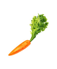 Orange carrot, watercolor painting on white background