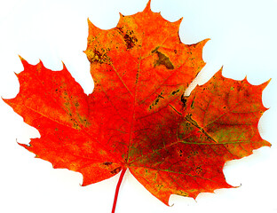 The autumn leaf in red and yellow