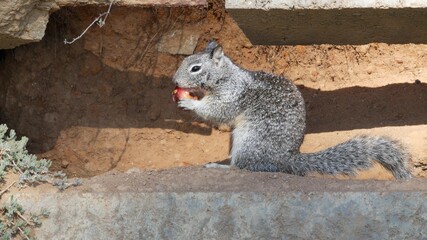 Beechey ground squirrel, common in California, Pacific coast, USA. Funny behavior of cute gray wild rodent. Small amusing animal in natural habitat. Pretty little endemic looking for food in America