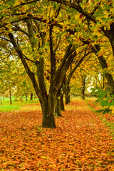 colorful autumn chestnut trees in the  forest whit orange leaves on the ground