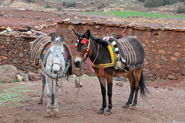 Burros a las afuera de un poblado del Atlas marroquí