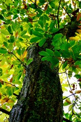 trunk tree in the forest in summer, green background