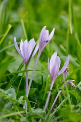 Obraz premium Die zarten Blüten der Herbstzeitlose, Colchicum autumnale