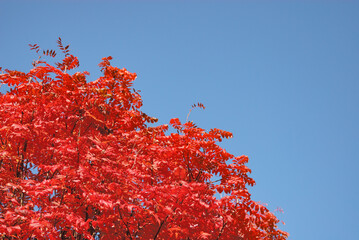 ナナカマド　秋　空　素材