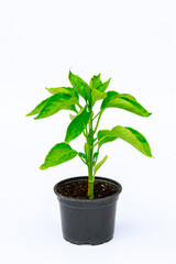 Fototapeta na wymiar Bell Pepper seedling in a plastic pot on a white background