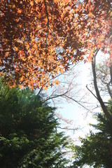 Beautiful park jungle autumn foliage. Maple tree landscape fall season yellow orange green plant contrast colour. Sky view from bottom look up. Warm sunny background with sun flare. 