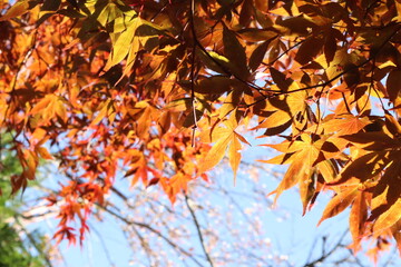 Beautiful autumn leaves. Maple tree landscape fall season. Sky view from bottom look up. Warm sunny background with sun flare. Close up focus view, yellow orange leaf blur background.