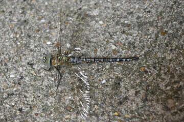 A Common Hawker Female Dragonfly close to the end of her transformation on a household pathway in Rushden, Northamptonshire, UK, September 1st 2020.