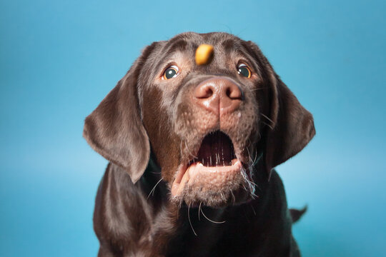 Labrador Schnappbild/Schnappfoto 4