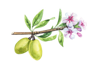 watercolor almond branch with flower and leaves