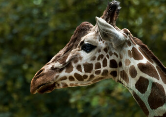 Fototapeta na wymiar portrait of a giraffe