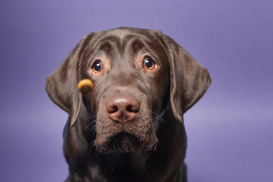 Labrador Schnappbild/Schnappfoto 1