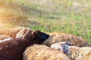 A group of sheep grazes in a meadow at sunset. Animals with dirty hair lie with their heads on top of each other. Lamb on the farm. Livestock background on green grass in a pasture with copy space.
