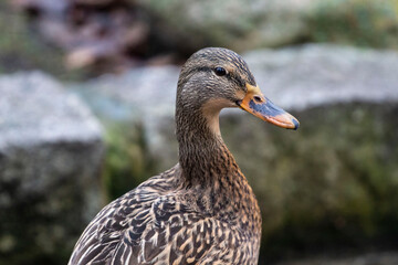 Kaczka © Anastasiia