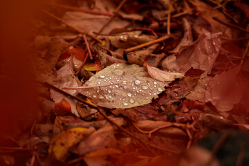 brown dry fallen leaf detail with water drops