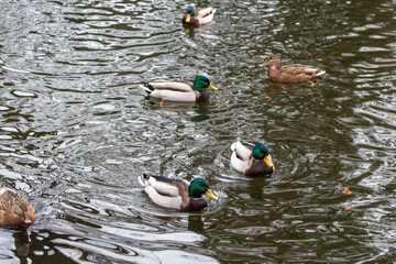 Kaczki nad jeziorem © Anastasiia