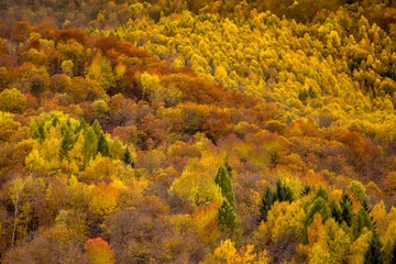 colorful autumn woods on the mountain slopes