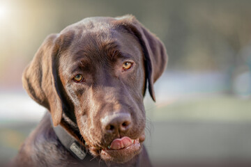 Labrador streckt Zunge raus