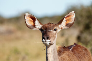 kudu female portrait