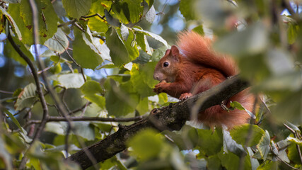 Eurasian red squirrel (Sciurus vulgaris) eating a nut on the tree