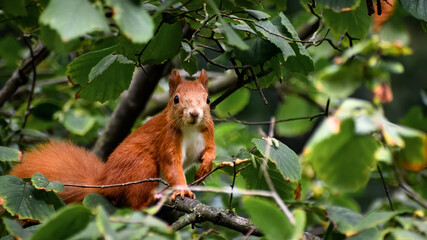 Eurasian red squirrel (Sciurus vulgaris) resting on the tree