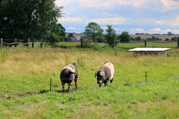 Naklejka na ściany i meble black boars on green grass field