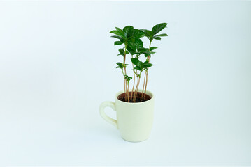 Nice white cup with decorative coffee tree inside on clear background