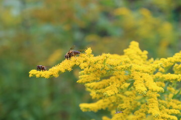 autumn in flowers