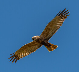 western marsh harrier (Circus aeruginosus) bird of prey in flight