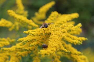 autumn in flowers