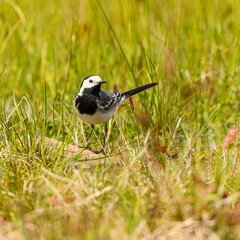 white wagtail (Motacilla alba) bird standing alert on stone in grass
