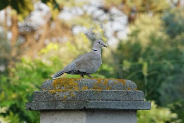 TURTLEDOVE ON A COLUMN WITH TREE BACKGROUND.