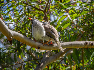 Two Mynahs Look Up