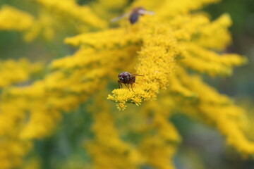 autumn in flowers