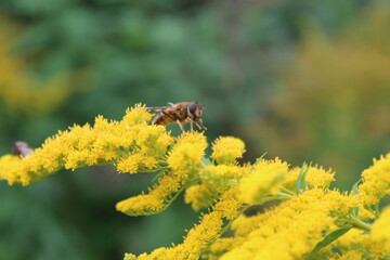 autumn in flowers
