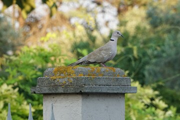 TURTLEDOVE ON A COLUMN WITH TREE BACKGROUND.