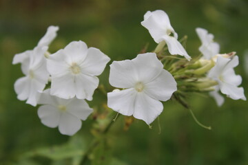 autumn in flowers