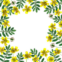 frame of yellow wildflowers