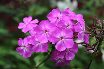 autumn in flowers