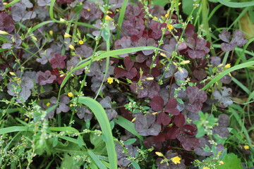 autumn in flowers