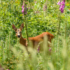 European or western or chevreuil roe deer in spring vegetation
