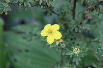 autumn in flowers
