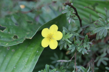 autumn in flowers