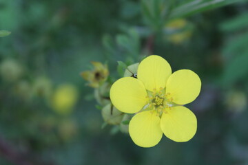 autumn in flowers
