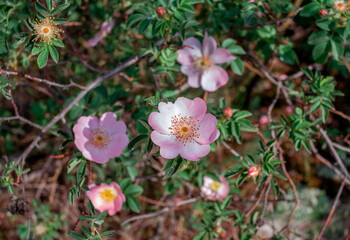 Beautiful blooming tea rose bush with pink flowers. Spring nature.