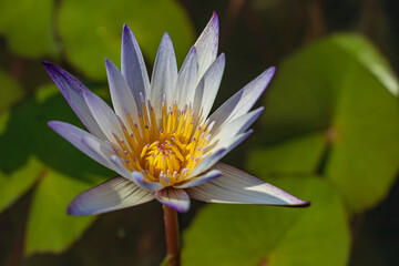 Ninfea stellata bianca