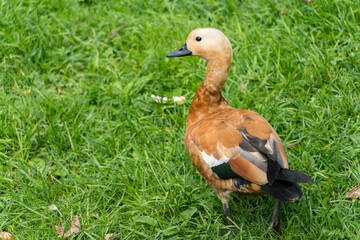 Close up view of brown female duck walking on green grass lawn. Animals in the city park.