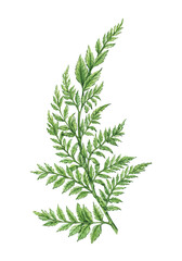 Natural illustration with watercolor leaf of fern